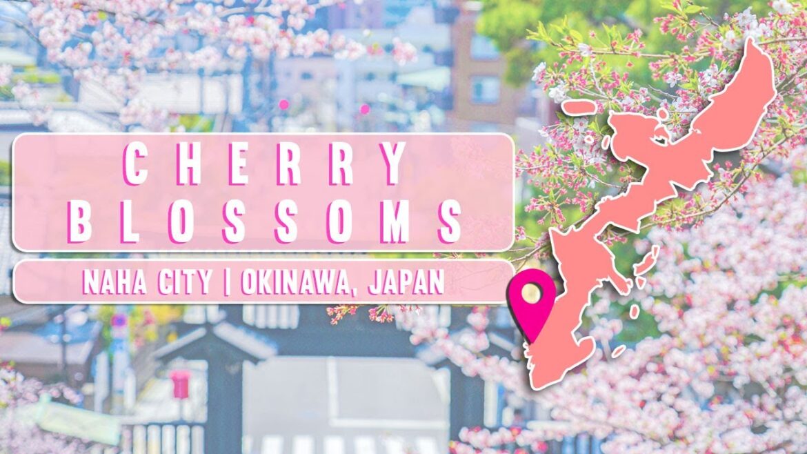 JOIN US LIVE! - 🌸 Reveling At Cherry Blossoms In Naha City | Okinawa, Japan
