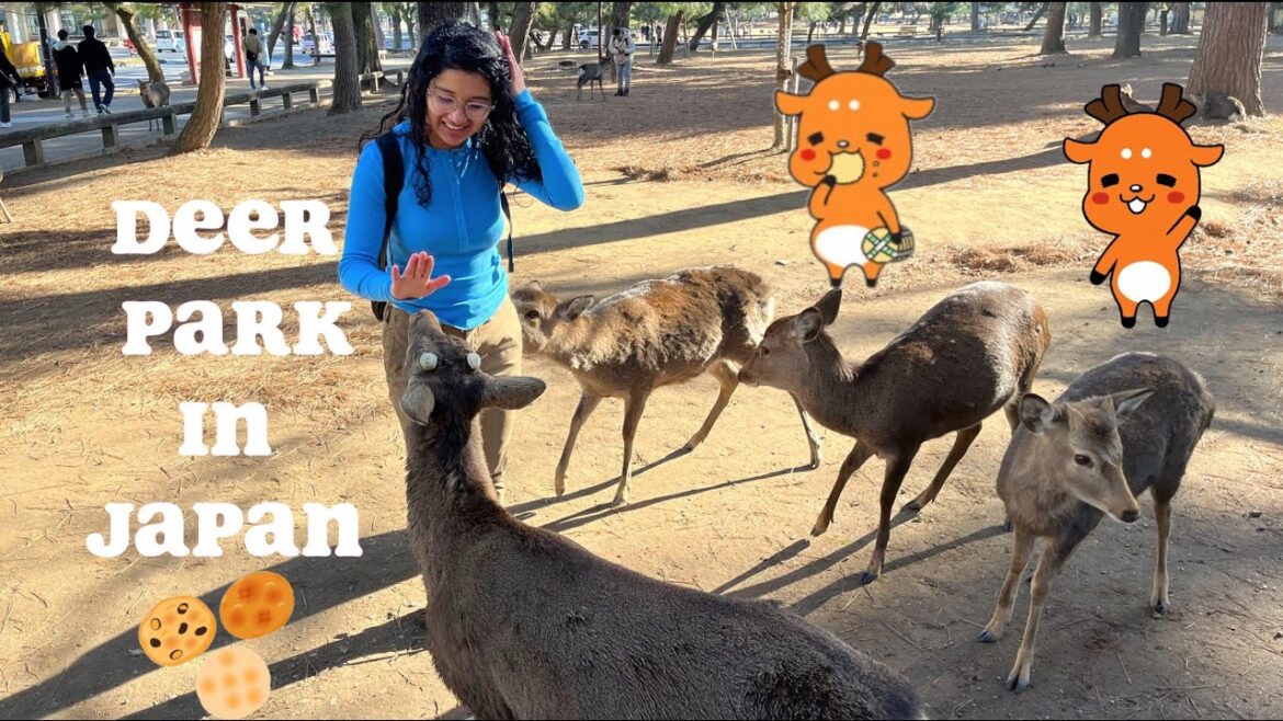 I Went To the Nara Deer Park in Japan! I Went To the Nara Deer Park in Japan!