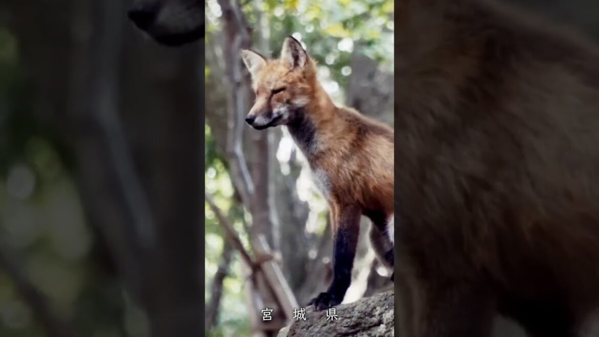 宮城県 ( Miyagi Prefecture )　観光