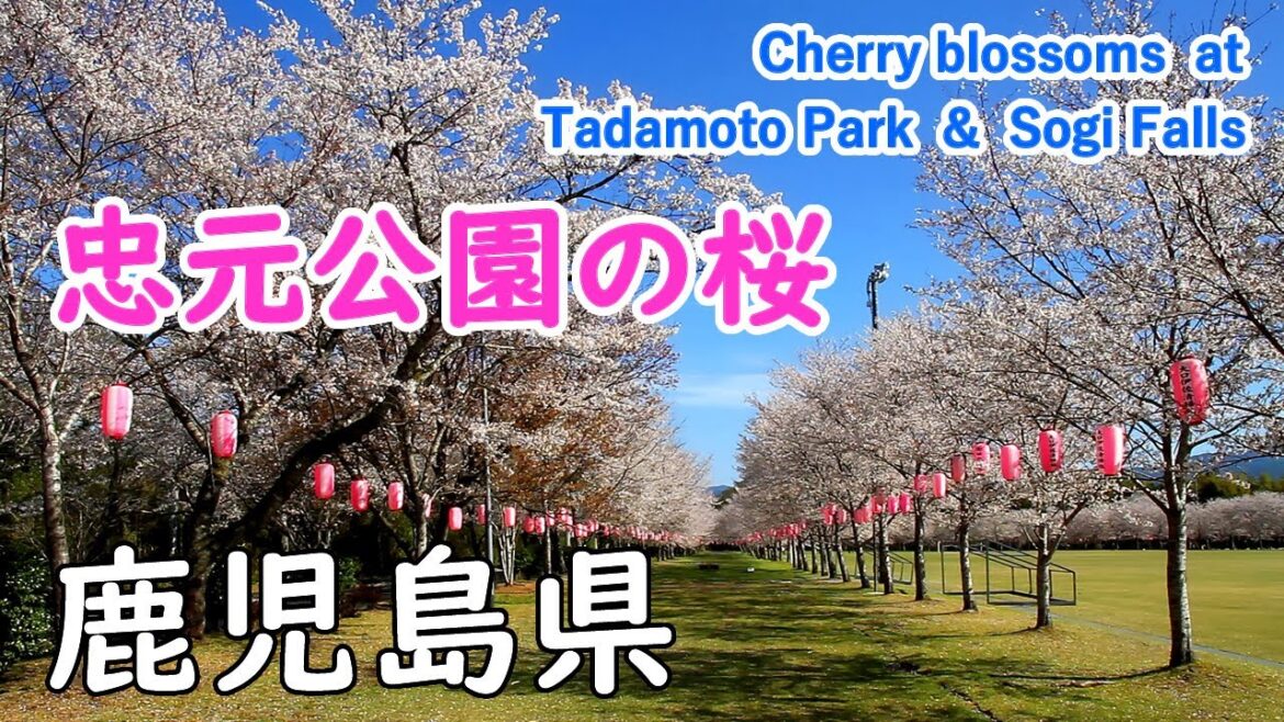 鹿児島県 忠元公園の桜 & 曽木の滝と桜 / Cherry Blossoms at Tadamoto Park and Sogi Falls ( Kagoshima, Japan )【日本の桜名所】 鹿児島県 忠元公園の桜 & 曽木の滝と桜 / Cherry Blossoms at Tadamoto Park and Sogi Falls ( Kagoshima, Japan )【日本の桜名所】