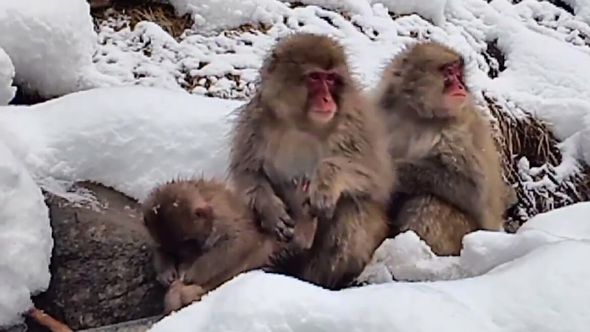 「コラッ、ダメでしょ!」って聞こえる スノーモンキー 長野県 地獄谷野猿公苑 ニホンザル 温泉 かわいい 動物 小ザル 親子 hot spring japan travel nagano 「コラッ、ダメでしょ!」って聞こえる スノーモンキー 長野県 地獄谷野猿公苑 ニホンザル 温泉 かわいい 動物 小ザル 親子 hot spring japan travel nagano