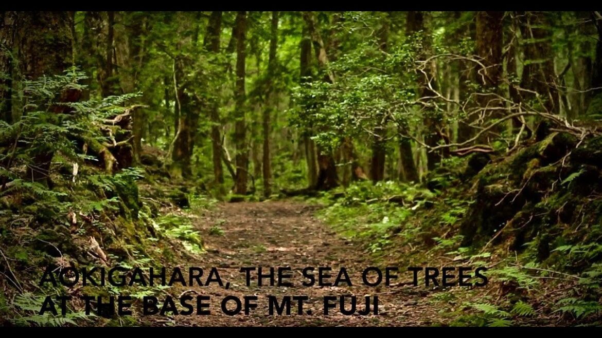 Inside Japan's Suicidal Sea of Trees