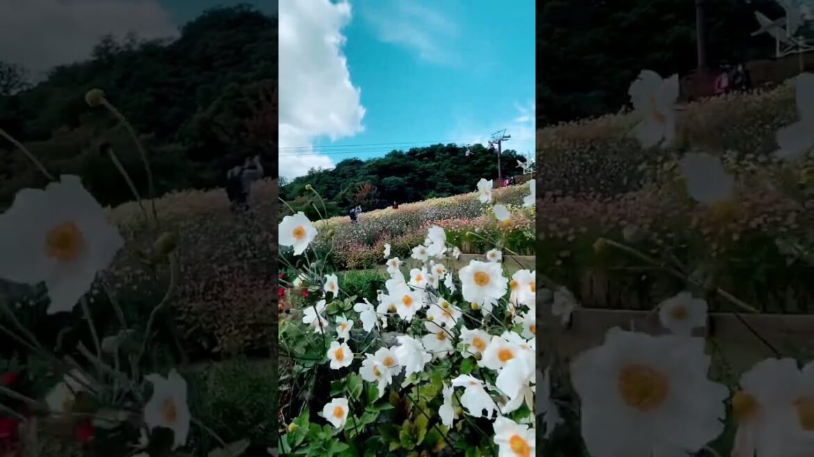 Gardens In  mountain日本 #japan #travel #জাপান #shorts #reels #nature #kobe #神戸 #herbgarden #mountains