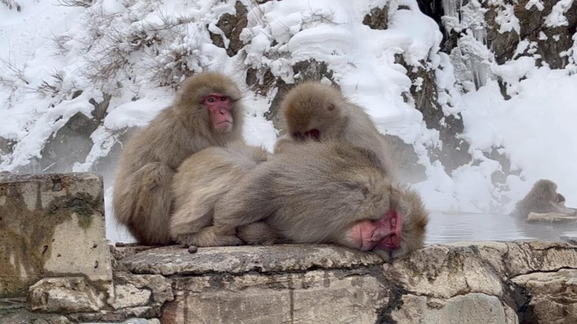 Snow Monkey Park - Day 17 - Japan Travel 2023 [ASMR - CAPTIONS ON] | CLUB PROFESSIONALS