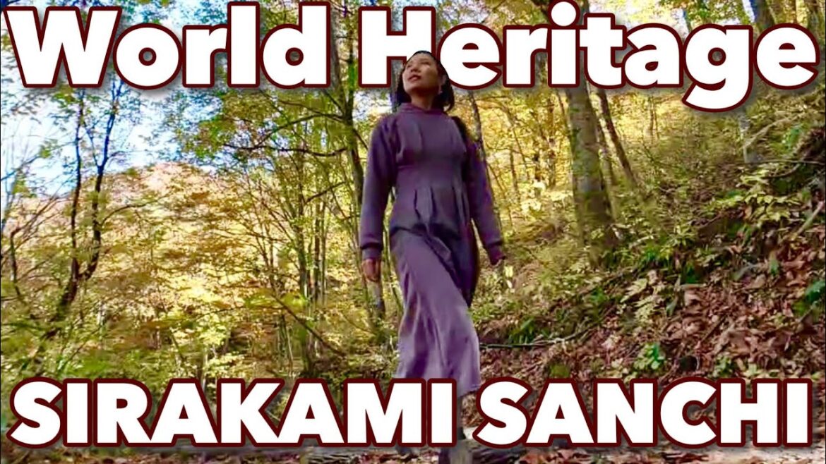 Travel to Aomori #2☆ Hiking in the Shirakami Sanchi Mountains in Autumn Foliage♪ Japan vlog