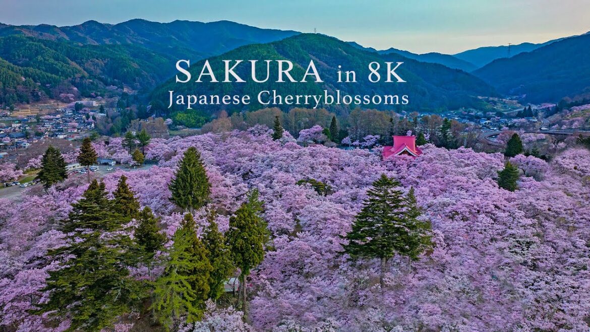 SAKURA 🇯🇵Japanese cherry blossoms in Takato Castle, Nagano. fly over and walking in the park.8K HDR SAKURA 🇯🇵Japanese cherry blossoms in Takato Castle, Nagano. fly over and walking in the park.8K HDR