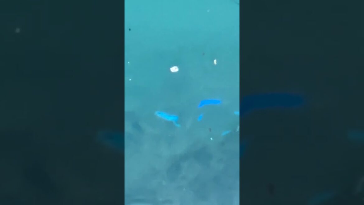 Fish in the Seafari Japan Marina in Katsuura, Chiba, Japan. Fish in the Seafari Japan Marina in Katsuura, Chiba, Japan.