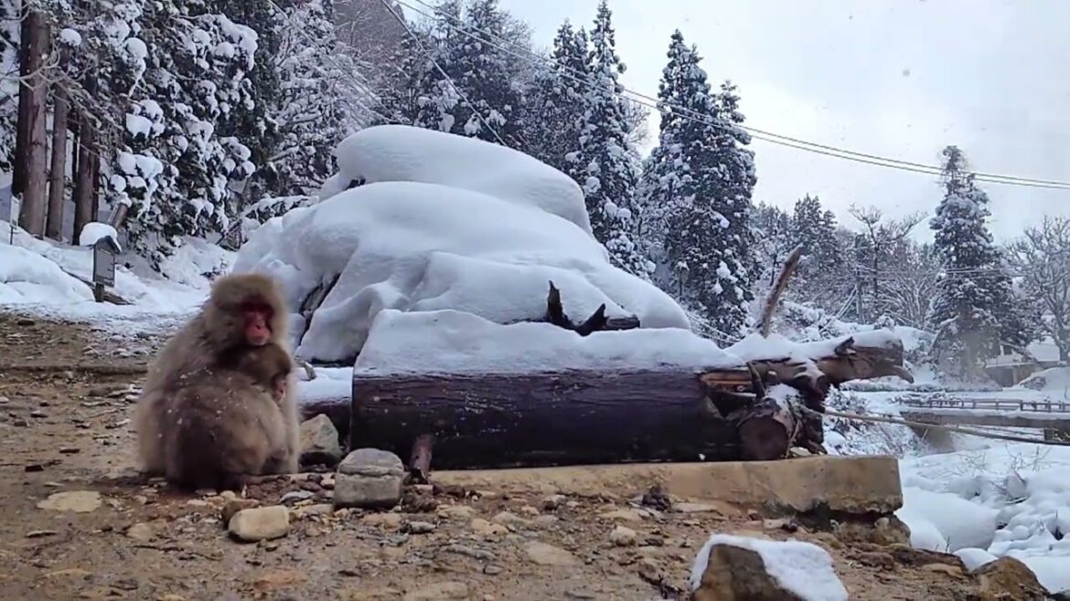 「温かいフタの上で」Snow Monkey スノーモンキー 長野県 地獄谷野猿公苑 ニホンザル 温泉 かわいい 動物 小ザル 親子 hot spring japan travel nagano 「温かいフタの上で」Snow Monkey スノーモンキー 長野県 地獄谷野猿公苑 ニホンザル 温泉 かわいい 動物 小ザル 親子 hot spring japan travel nagano