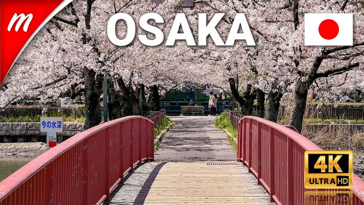 Osaka’s Best Riverside Cherry Blossom Viewing Spot, Kema Sakuranomiya Park Walking Tour