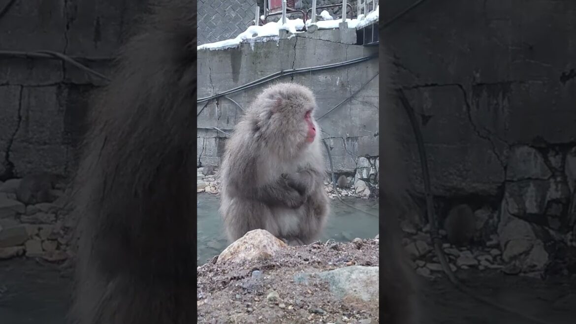 Snow Monkey スノーモンキー 長野県 地獄谷野猿公苑 ニホンザル 温泉 かわいい 動物 hot spring japan travel nagano Snow Monkey スノーモンキー 長野県 地獄谷野猿公苑 ニホンザル 温泉 かわいい 動物 hot spring japan travel nagano