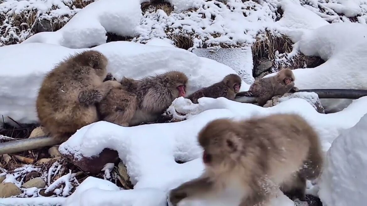 温泉パイプで温まりながら Snow Monkey スノーモンキー 長野県 地獄谷野猿公苑 ニホンザル 温泉 かわいい 動物 小ザル 親子 hot spring japan travel nagano 温泉パイプで温まりながら Snow Monkey スノーモンキー 長野県 地獄谷野猿公苑 ニホンザル 温泉 かわいい 動物 小ザル 親子 hot spring japan travel nagano