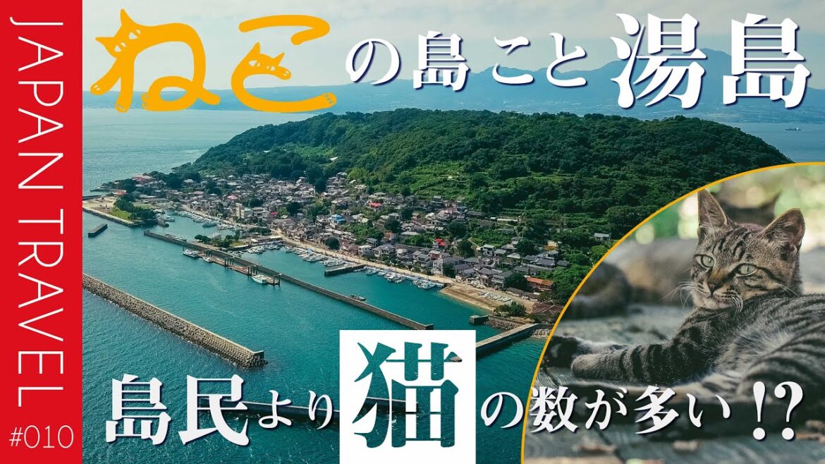 【猫の島 湯島】熊本 天草 猫たちがお出迎えしてくれる島 【猫の島 湯島】熊本 天草 猫たちがお出迎えしてくれる島