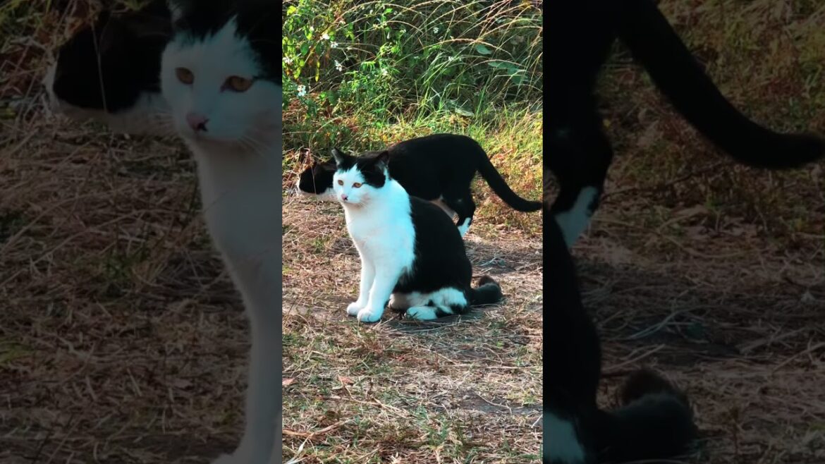 Kagoshima - Short Travel to Japan