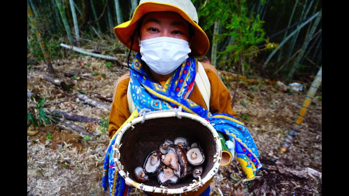 Shitake mushrooms in the forests of Japan Shitake mushrooms in the forests of Japan