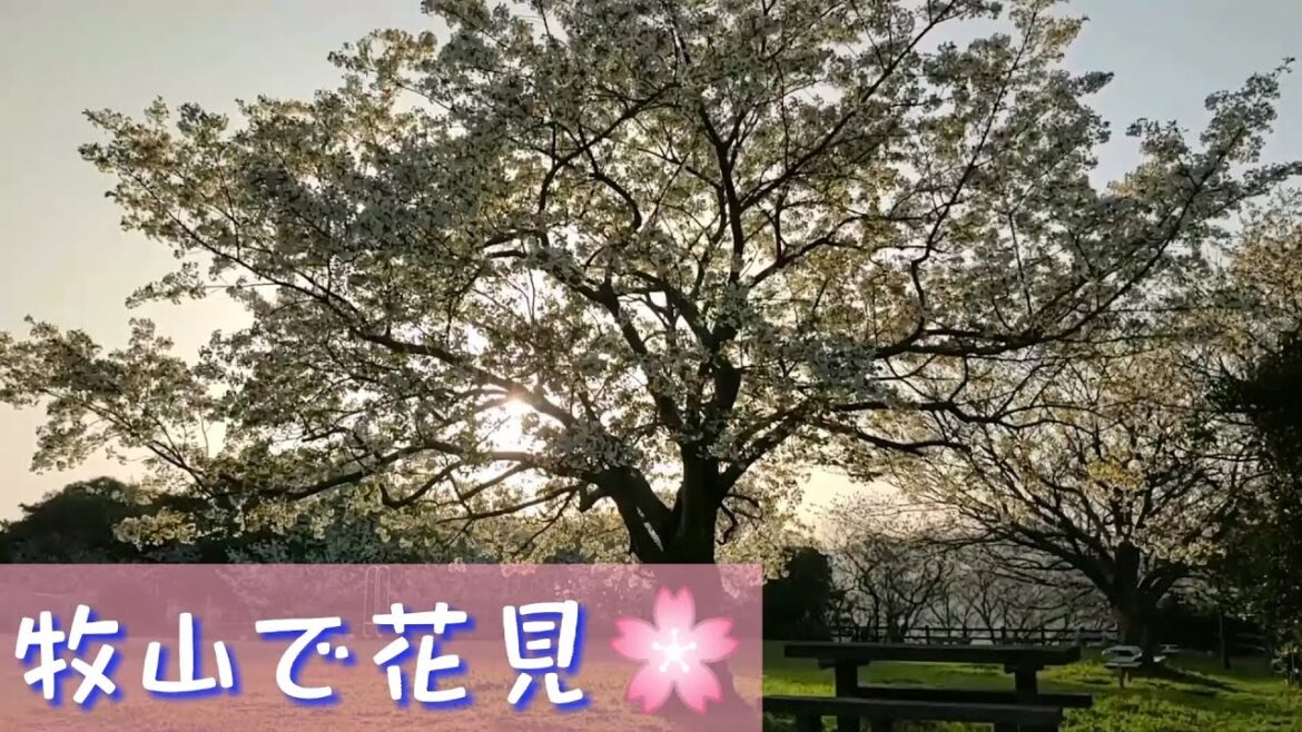 牧山 de 全力 花見🌸 ＠戸畑区都島展望公園