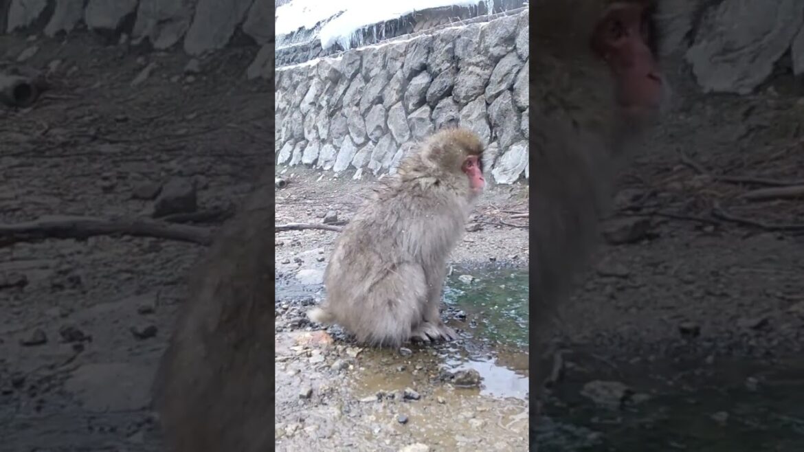 Snow Monkey スノーモンキー 長野県 地獄谷野猿公苑 ニホンザル 温泉 Japanese macaque hot spring japan travel nagano Snow Monkey スノーモンキー 長野県 地獄谷野猿公苑 ニホンザル 温泉 Japanese macaque hot spring japan travel nagano