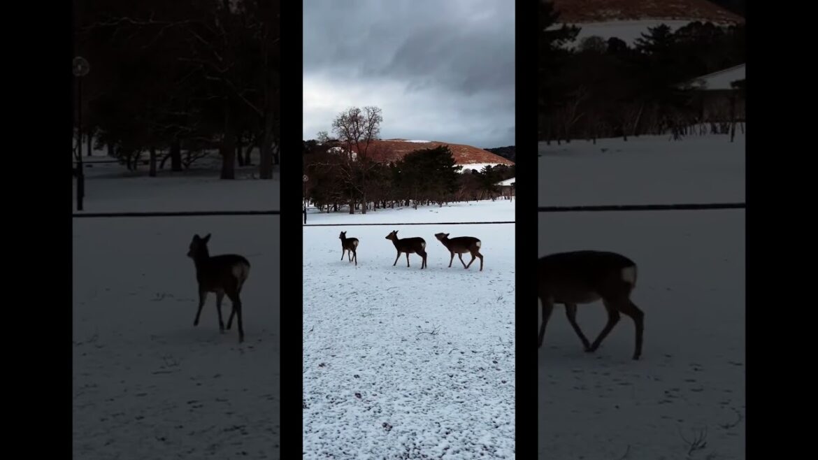 The Beauty of Kansai...