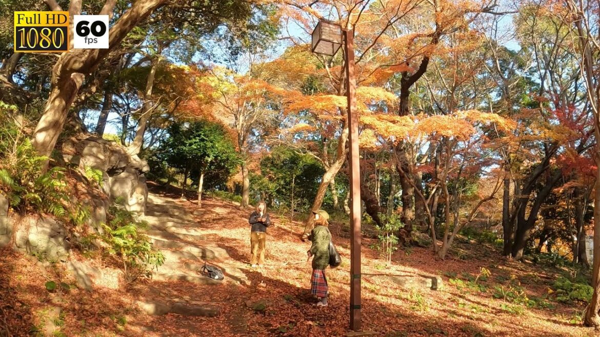 JAPAN TRAVEL | Suma Rikyu Park in Autumn Season | Beautiful Maples Changed Color JAPAN TRAVEL | Suma Rikyu Park in Autumn Season | Beautiful Maples Changed Color