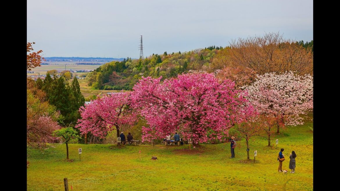 8K HDR 新潟 新発田 金山桜公園の桜と金山城館遺跡(史跡) Niigata,Sakura at Shibata Kaneyama Castle(HIstoric Site)