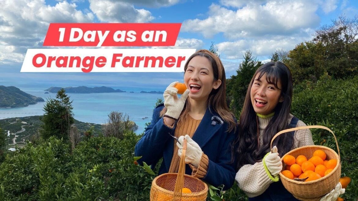 A Day at a Mandarin Orange Farm in Ehime, Shikoku