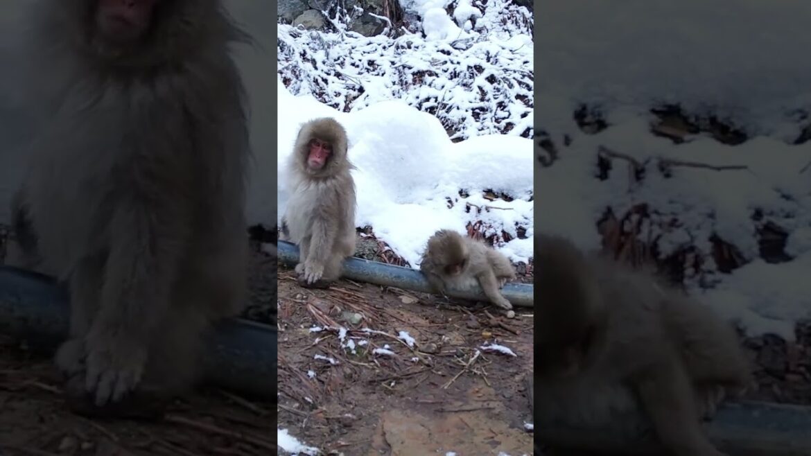 かわいい小ザル Snow Monkey スノーモンキー 長野県下高井郡山ノ内町 地獄谷野猿公苑 ニホンザル 温泉 動物 志賀高原 hot spring japan travel nagano かわいい小ザル Snow Monkey スノーモンキー 長野県下高井郡山ノ内町 地獄谷野猿公苑 ニホンザル 温泉 動物 志賀高原 hot spring japan travel nagano