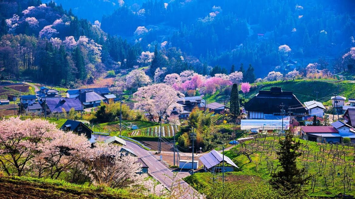 8K HDR 長野 小川村の桜と北アルプス Nagano,Sakura in Ogawa Village and Mountains