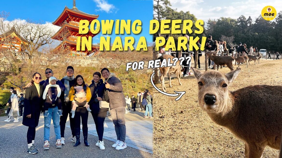 Exploring NARA PARK JAPAN | FULL itinerary Gion District and Nara Park