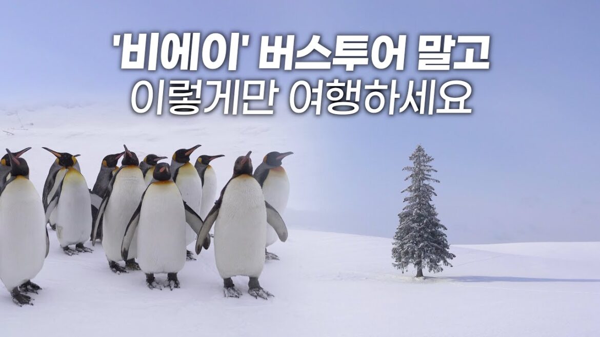 ❄️비에이 '제대로' 즐기는 법 – 버스투어로 못가는 숨겨진 삿포로 근교 스팟과 뚜벅이를 위한 기차, 숙박 팁 까지 ❄️비에이 '제대로' 즐기는 법 - 버스투어로 못가는 숨겨진 삿포로 근교 스팟과 뚜벅이를 위한 기차, 숙박 팁 까지