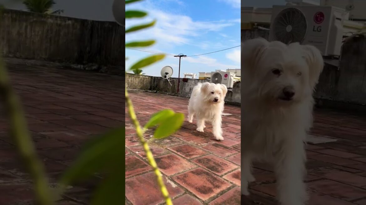 #lovingbaby #shorts #puppy #puppydog