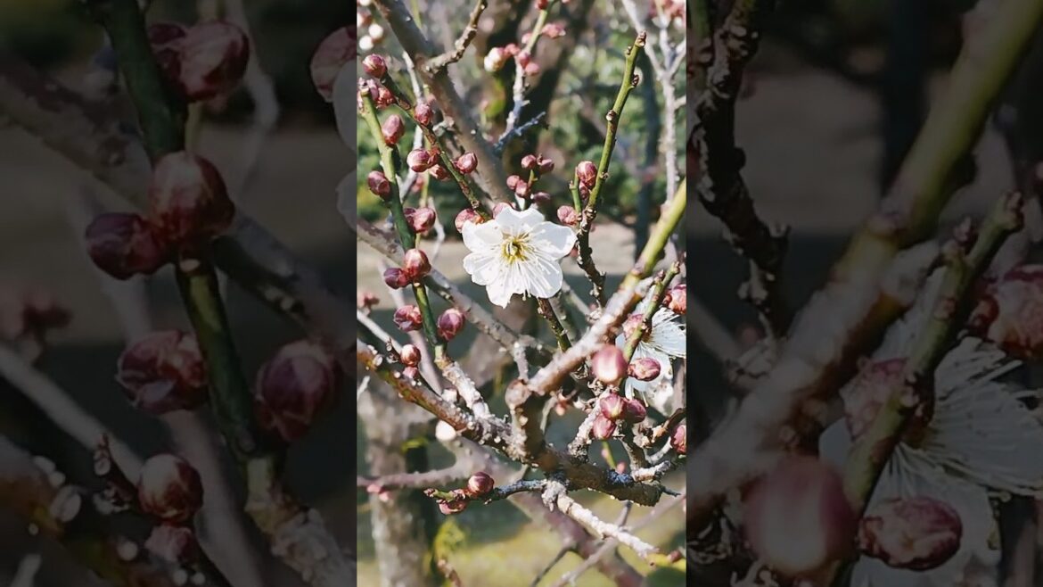 Japan plum blossoms in February - early spring flowers at Hiroshima zen garden