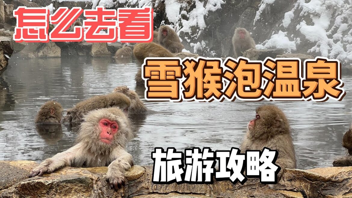 轻松抄作业！怎么去看雪猴泡温泉；全网最详细中文攻略；日本地狱谷雪猴公园 X 湯田中 [攻略篇]