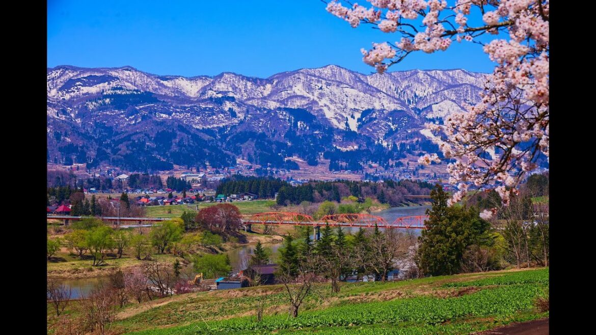 8K HDR 長野 桜の飯山城と信濃川 Nagano, Sakura at Iiyama Castle and Shinano River