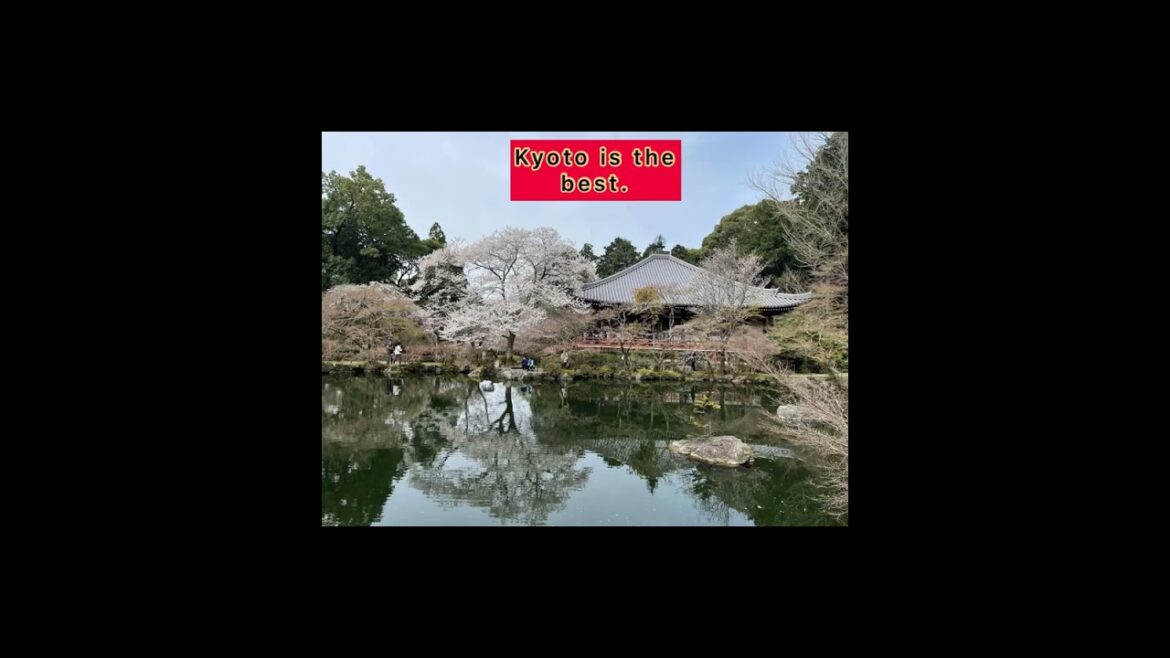 The Beauty of Cherry blossoms at kyoto japan.#fyp #youtube #viral