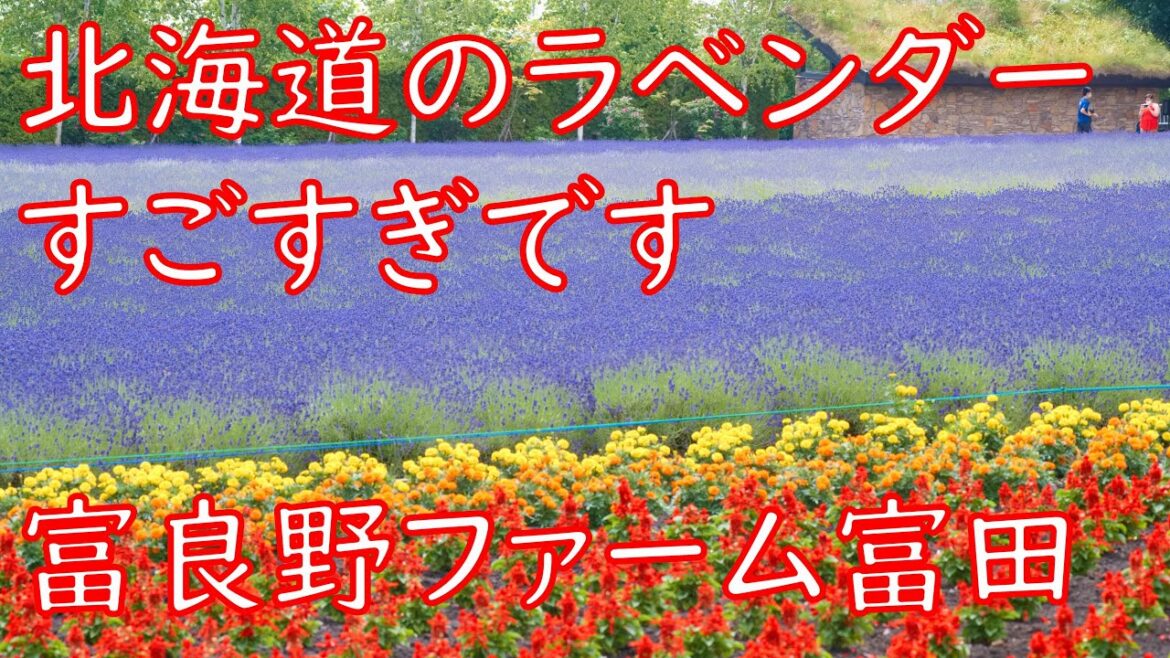 北海道旅行記 富良野ラベンダー畑ファーム富田にいってきました！60p[That's旅行・交通]