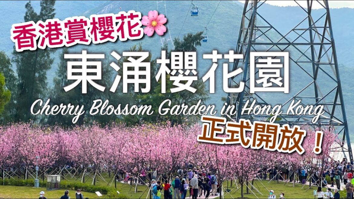 【香港好去處】2023 正式開幕!東涌櫻花園|平日下午實際人流😂 / Cherry Blossom Garden in Hong Kong 【香港好去處】2023 正式開幕!東涌櫻花園|平日下午實際人流😂 / Cherry Blossom Garden in Hong Kong