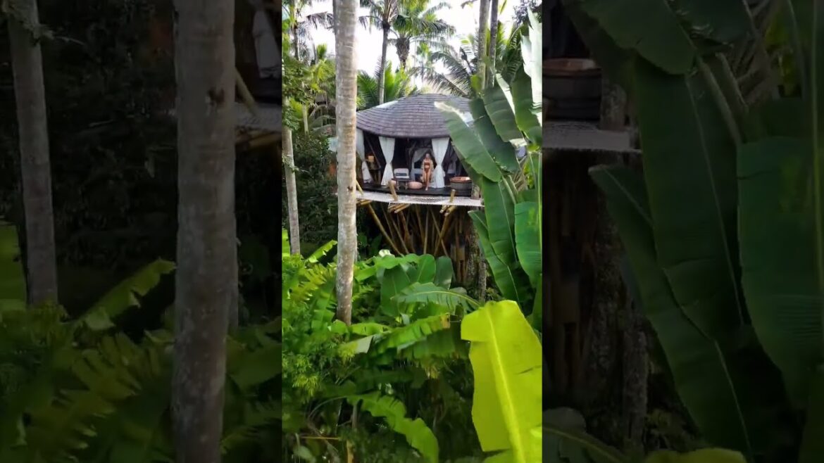 Waking up in a jungle treehouse 🌱📍Stone House Bali, Indonesia 🇮🇩📸 Jess #junglevibes #morning #ubud