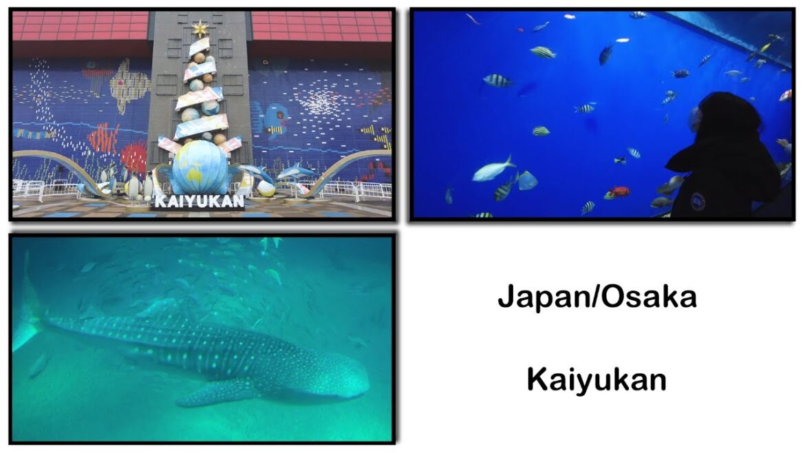 【Kaiyukan】World's largest aquarium (Osaka) #001