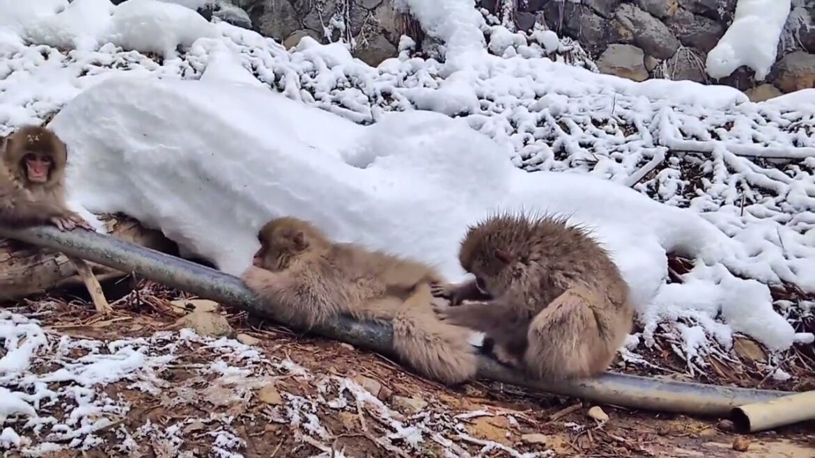 毛づくろい 2 Snow Monkey スノーモンキー 長野県 地獄谷野猿公苑 ニホンザル 温泉 かわいい 動物 小ザル 親子 hot spring japan travel nagano 毛づくろい 2 Snow Monkey スノーモンキー 長野県 地獄谷野猿公苑 ニホンザル 温泉 かわいい 動物 小ザル 親子 hot spring japan travel nagano