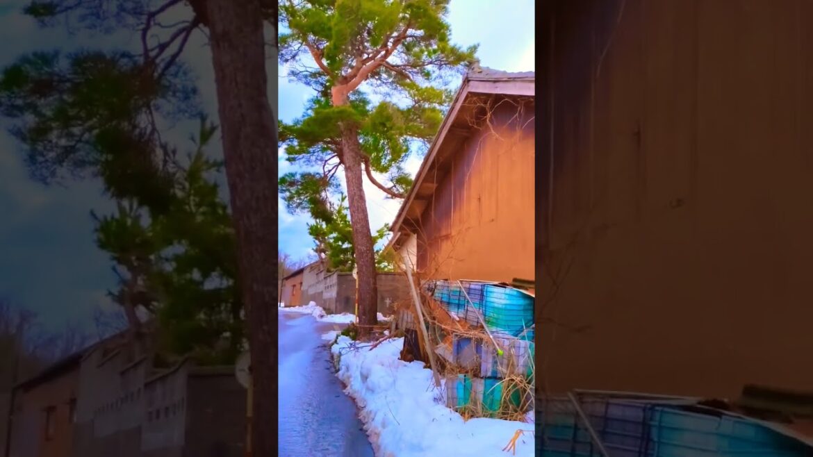 Pine Tree and Farm Building in #japan #walking #niigata