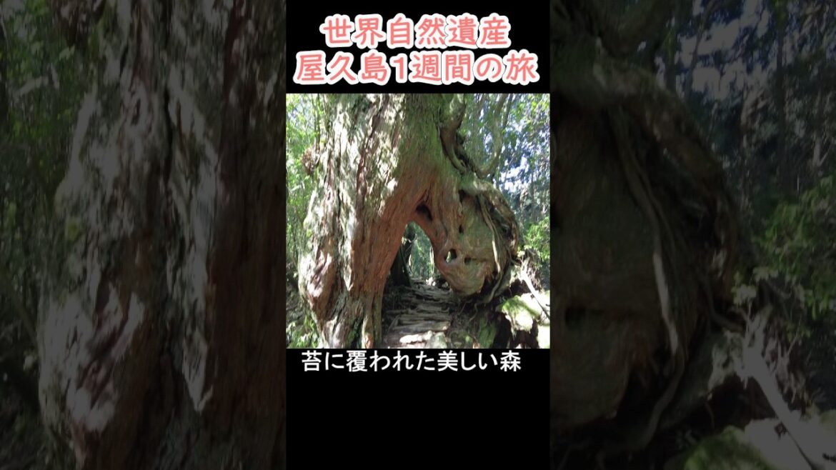 屋久島１週間の旅  世界自然遺産 #shorts