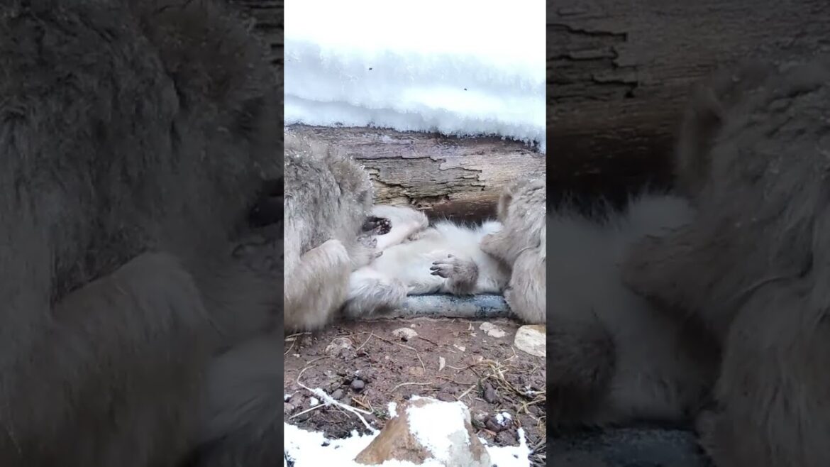 毛づくろい Snow Monkey スノーモンキー 長野県 地獄谷野猿公苑 ニホンザル 温泉 Japanese macaque hot spring japan travel nagano