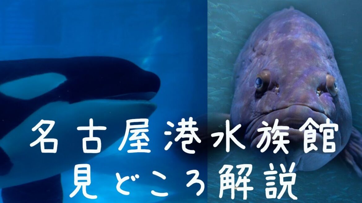 【愛知県 解説】名古屋港水族館の見どころ解説