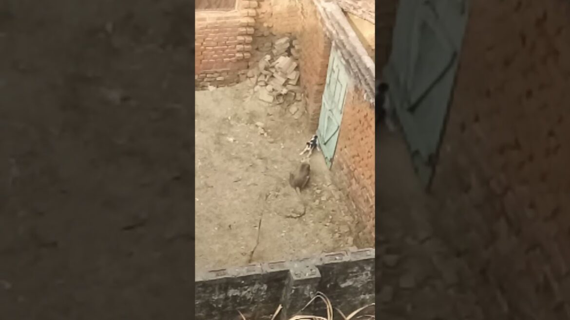 Monkey and dog fight🤺#shorts #shortsvideo #youtubeshorts #viral #short #shortsfeed #viral #ytshorts