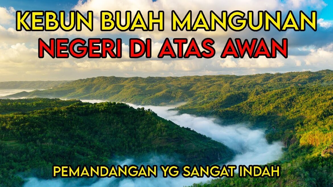 Kebun buah mangunan | Negeri di Atas Awan | Mangunan yogyakarta