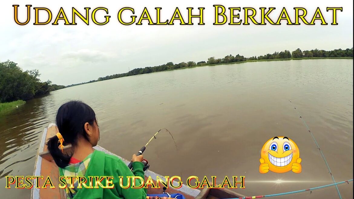 Luar biasa Anak gadis ini jago sekali menaikan udang galah babon #mancingudanggalah Luar biasa Anak gadis ini jago sekali menaikan udang galah babon #mancingudanggalah