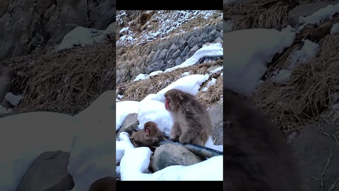 Snow Monkey スノーモンキー 長野県 志賀高原 地獄谷野猿公苑 ニホンザル 温泉 かわいい 動物 小ザル 親子 hot spring japan travel nagano Snow Monkey スノーモンキー 長野県 志賀高原 地獄谷野猿公苑 ニホンザル 温泉 かわいい 動物 小ザル 親子 hot spring japan travel nagano