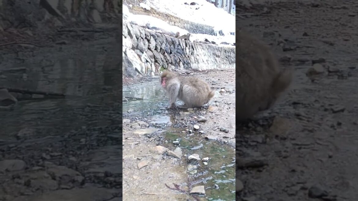 温泉を飲むスノーモンキー Snow Monkey 長野県 山ノ内町 地獄谷野猿公苑 ニホンザル 温泉 志賀高原 渋温泉 かわいい 日本 hot spring japan travel nagano 温泉を飲むスノーモンキー Snow Monkey 長野県 山ノ内町 地獄谷野猿公苑 ニホンザル 温泉 志賀高原 渋温泉 かわいい 日本 hot spring japan travel nagano