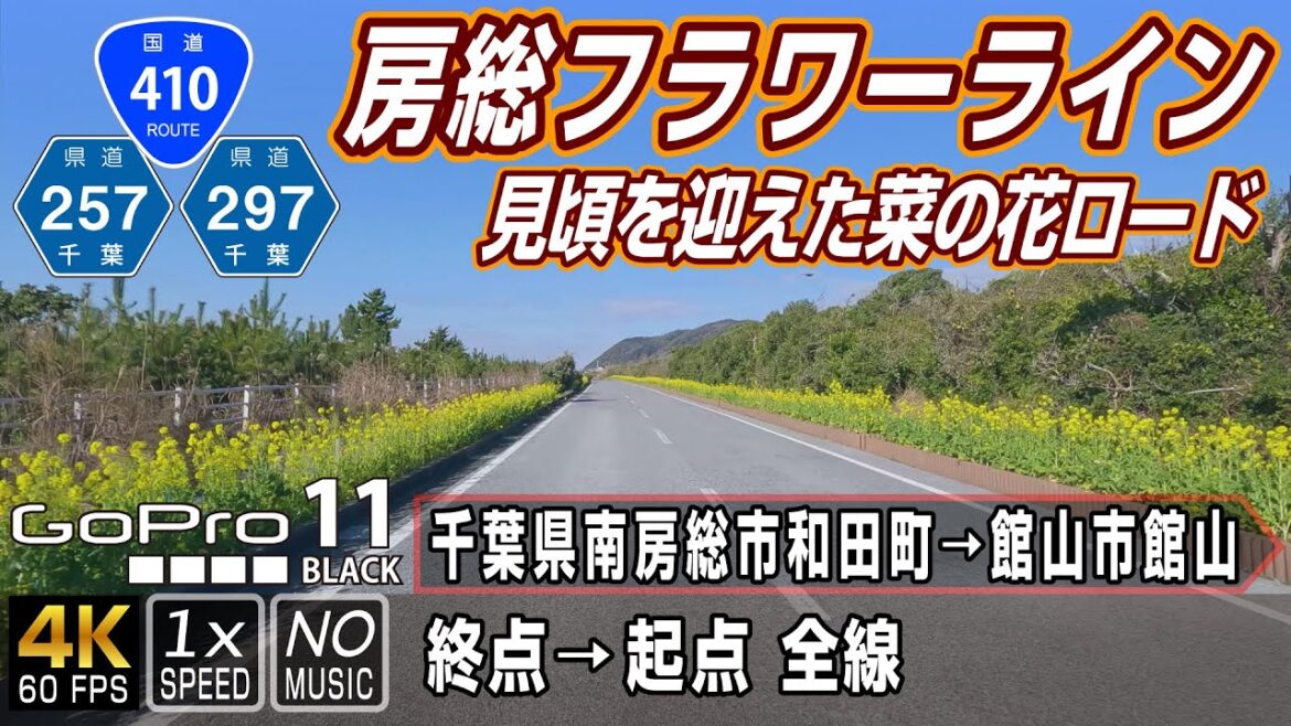 房総フラワーライン | 菜の花シーズン到来!千葉県随一のシーサイドライン | 終点(南房総市和田町)→ 起点(館山市館山)全線約46km | 車載動画 | GoPro11 房総フラワーライン | 菜の花シーズン到来!千葉県随一のシーサイドライン | 終点(南房総市和田町)→ 起点(館山市館山)全線約46km | 車載動画 | GoPro11