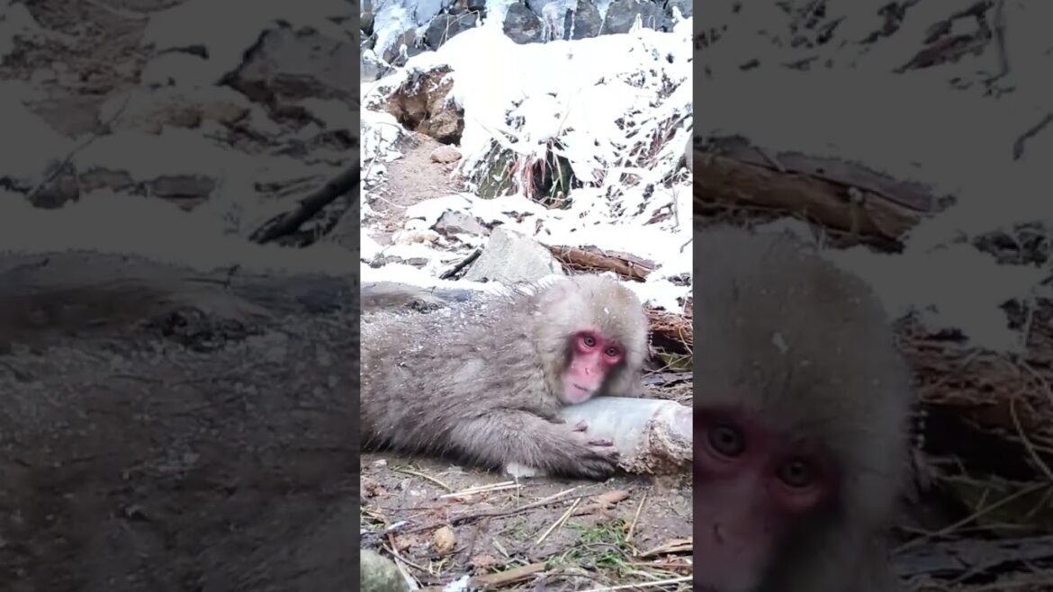 小ザル Snow Monkey スノーモンキー 長野県 地獄谷野猿公苑 ニホンザル 温泉 Japanese macaque hot spring japan travel nagano 小ザル Snow Monkey スノーモンキー 長野県 地獄谷野猿公苑 ニホンザル 温泉 Japanese macaque hot spring japan travel nagano