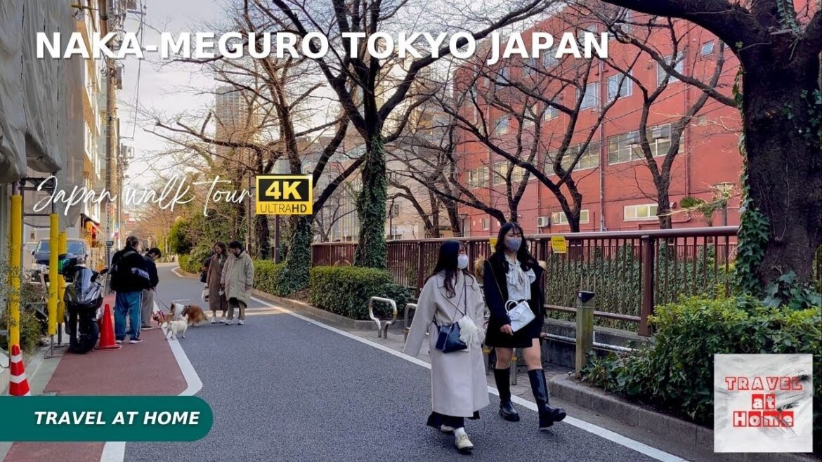 4k hdr japan walk | Walk in Naka-Meguro Tokyo japan | Best places to see cherry blossoms in Tokyo 4k hdr japan walk | Walk in Naka-Meguro Tokyo japan | Best places to see cherry blossoms in Tokyo